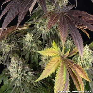 Barney's Farm Blue Dream Cannabis Samen 3 Stk.