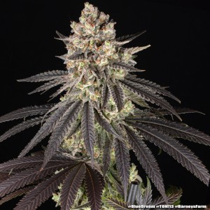 Barney's Farm Blue Dream Cannabis Samen 3 Stk.