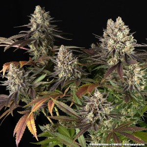 Barney's Farm Blue Dream Cannabis Samen 3 Stk.
