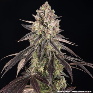 Barney's Farm Blue Dream Cannabis Samen 3 Stk.