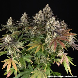 Barney's Farm Blue Dream Cannabis Samen 3 Stk.