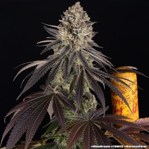 Barney's Farm Blue Dream Cannabis Samen 3 Stk.