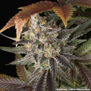 Barney's Farm Blue Dream Cannabis Samen 3 Stk.