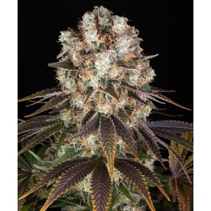 Barney's Farm Bruce Banner Cannabis Samen 3 Stk.