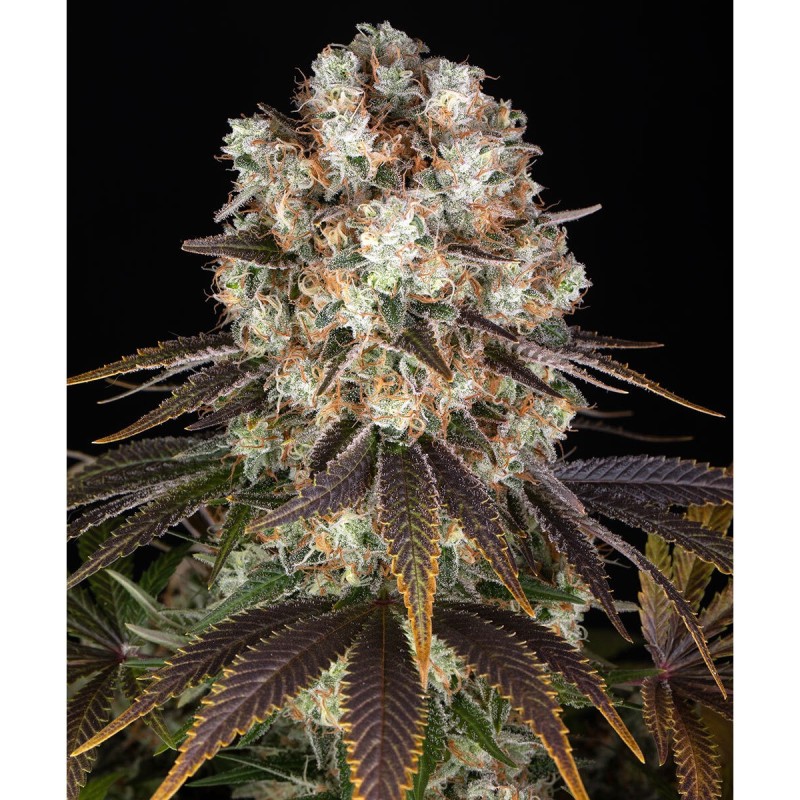 Barney's Farm Bruce Banner Cannabis Samen 3 Stk.