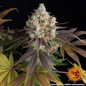 Barney's Farm Bruce Banner Cannabis Samen 3 Stk.