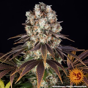 Barney's Farm Bruce Banner Cannabis Samen 3 Stk.