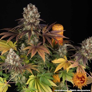 Barney's Farm Bruce Banner Cannabis Samen 3 Stk.