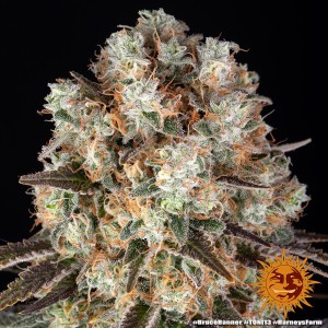 Barney's Farm Bruce Banner Cannabis Samen 3 Stk.