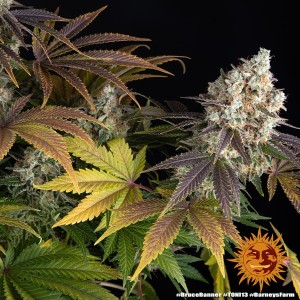 Barney's Farm Bruce Banner Cannabis Samen 3 Stk.