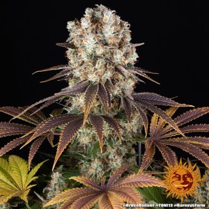 Barney's Farm Bruce Banner Cannabis Samen 3 Stk.