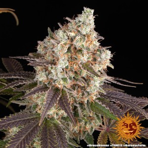 Barney's Farm Bruce Banner Cannabis Samen 3 Stk.