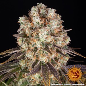 Barney's Farm Bruce Banner Cannabis Samen 3 Stk.