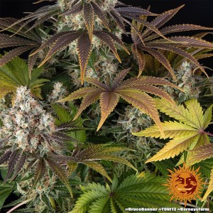 Barney's Farm Bruce Banner Cannabis Samen 3 Stk.