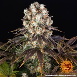 Barney's Farm Bruce Banner Cannabis Samen 3 Stk.