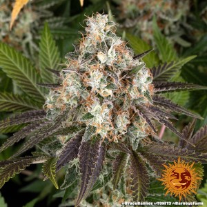 Barney's Farm Bruce Banner Cannabis Samen 3 Stk.