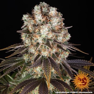 Barney's Farm Bruce Banner Cannabis Samen 3 Stk.