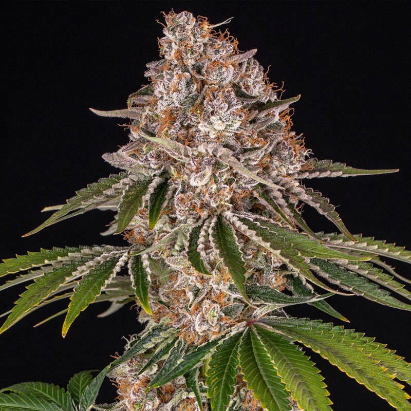 Barney's Farm Cookie Casket Cannabis Samen 3 Stk.