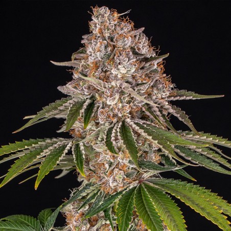 Barney's Farm Cookie Casket Cannabis Samen 3 Stk.