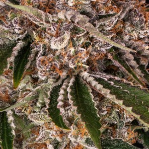 Barney's Farm Cookie Casket Cannabis Samen 3 Stk.