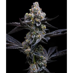 Barney's Farm Garlic Cookies Cannabis Samen 3 Stk.