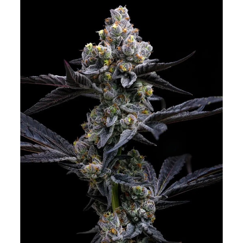 Barney's Farm Garlic Cookies Cannabis Samen 3 Stk.