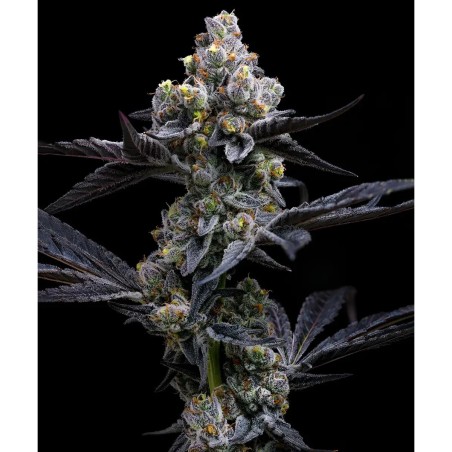 Barney's Farm Garlic Cookies Cannabis Samen 3 Stk.