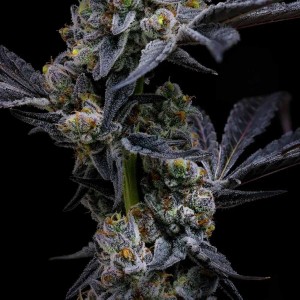 Barney's Farm Garlic Cookies Cannabis Samen 3 Stk.