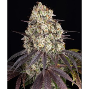 Barney's Farm Gary Payton Cannabis Samen 3 Stk.