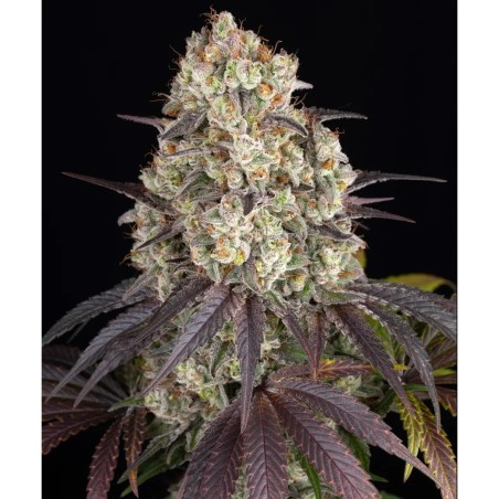 Barney's Farm Gary Payton Cannabis Samen 3 Stk.