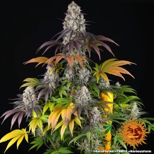 Barney's Farm Gary Payton Cannabis Samen 3 Stk.