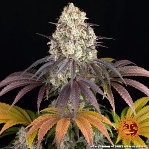 Barney's Farm Gary Payton Cannabis Samen 3 Stk.