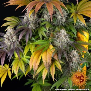 Barney's Farm Gary Payton Cannabis Samen 3 Stk.