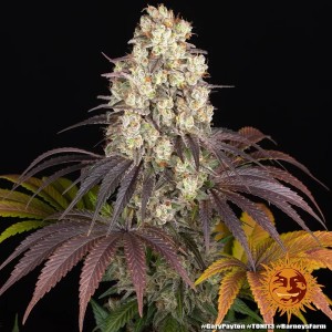 Barney's Farm Gary Payton Cannabis Samen 3 Stk.