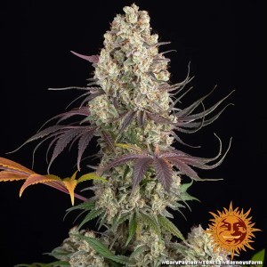 Barney's Farm Gary Payton Cannabis Samen 3 Stk.