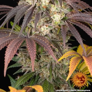 Barney's Farm Gary Payton Cannabis Samen 3 Stk.