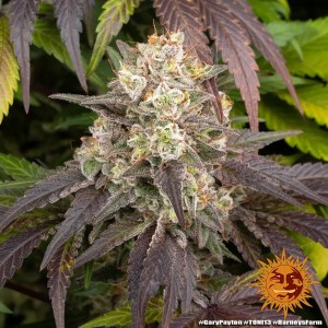 Barney's Farm Gary Payton Cannabis Samen 3 Stk.