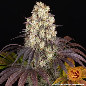 Barney's Farm Gary Payton Cannabis Samen 3 Stk.