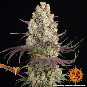 Barney's Farm Gary Payton Cannabis Samen 3 Stk.