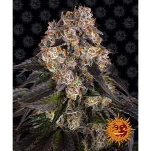 Barney's Farm Girl Scout Cookies Cannabis Samen 3 Stk.