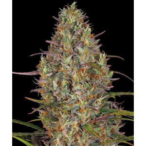 Barney's Farm Glue Gelato Auto Cannabis Samen 3 Stk.