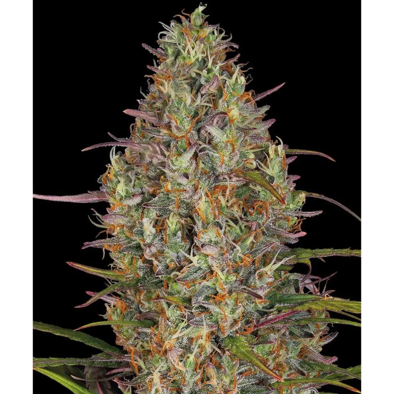 Barney's Farm Glue Gelato Auto Cannabis Samen 3 Stk.