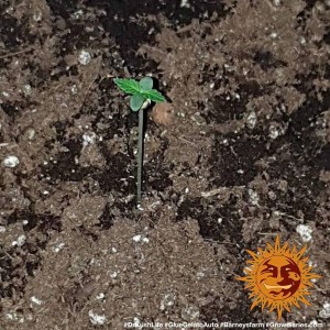 Barney's Farm Glue Gelato Auto Cannabis Samen 3 Stk.