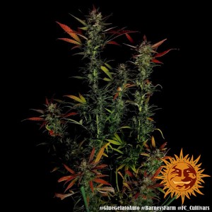 Barney's Farm Glue Gelato Auto Cannabis Samen 3 Stk.