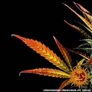 Barney's Farm Glue Gelato Auto Cannabis Samen 3 Stk.