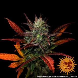 Barney's Farm Glue Gelato Auto Cannabis Samen 3 Stk.