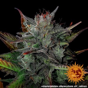 Barney's Farm Glue Gelato Auto Cannabis Samen 3 Stk.