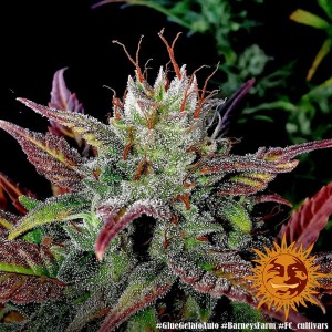 Barney's Farm Glue Gelato Auto Cannabis Samen 3 Stk.