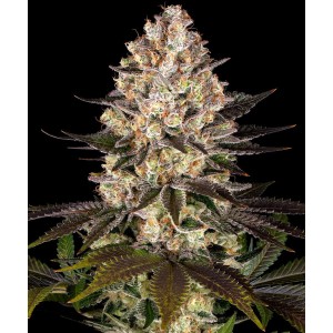 Barney's Farm Hindu Kush Cannabis Samen 3 Stk.