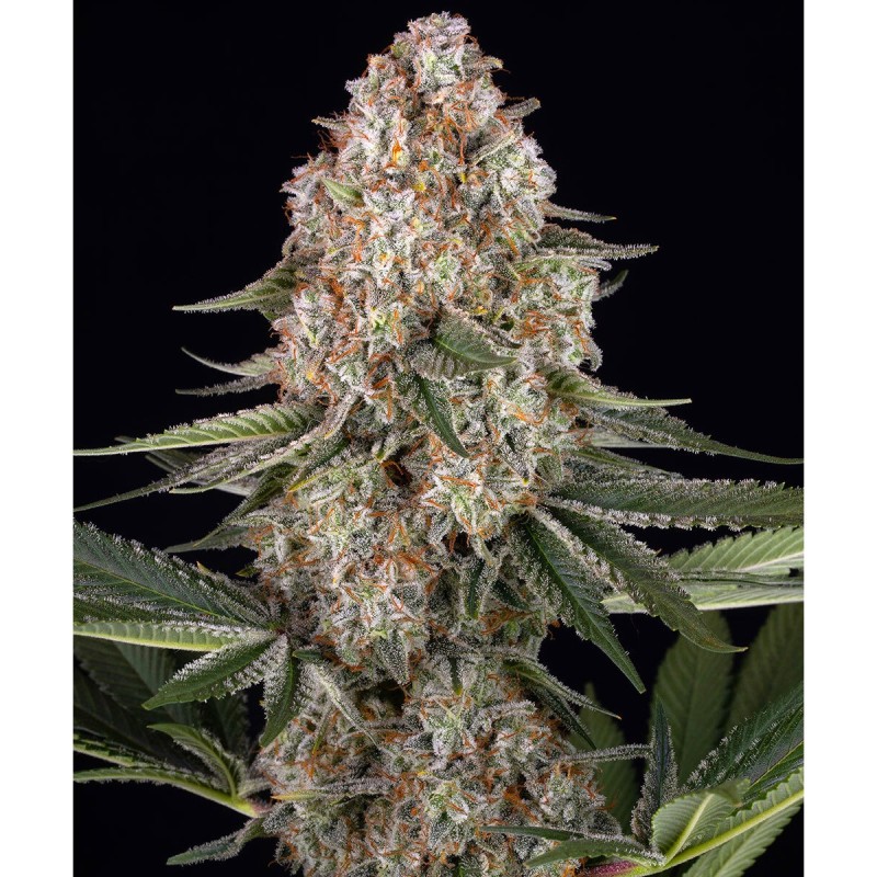 Barney's Farm Mendo Breath Cannabis Samen 5 Stk.